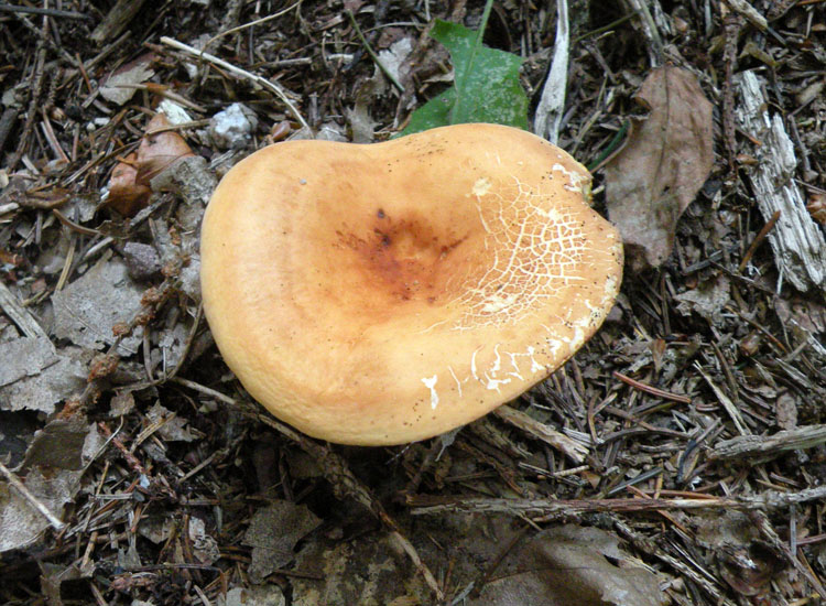 Un Lactarius...